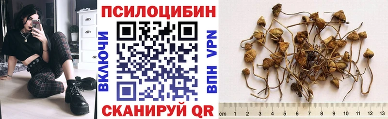 купить   Онега  Псилоцибиновые грибы Psilocybe 